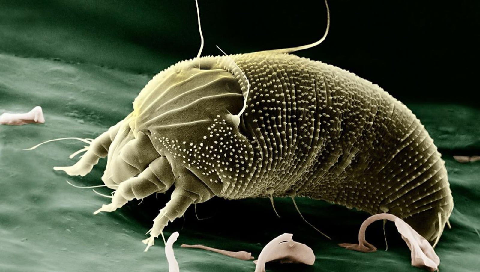 A mite is pictured.