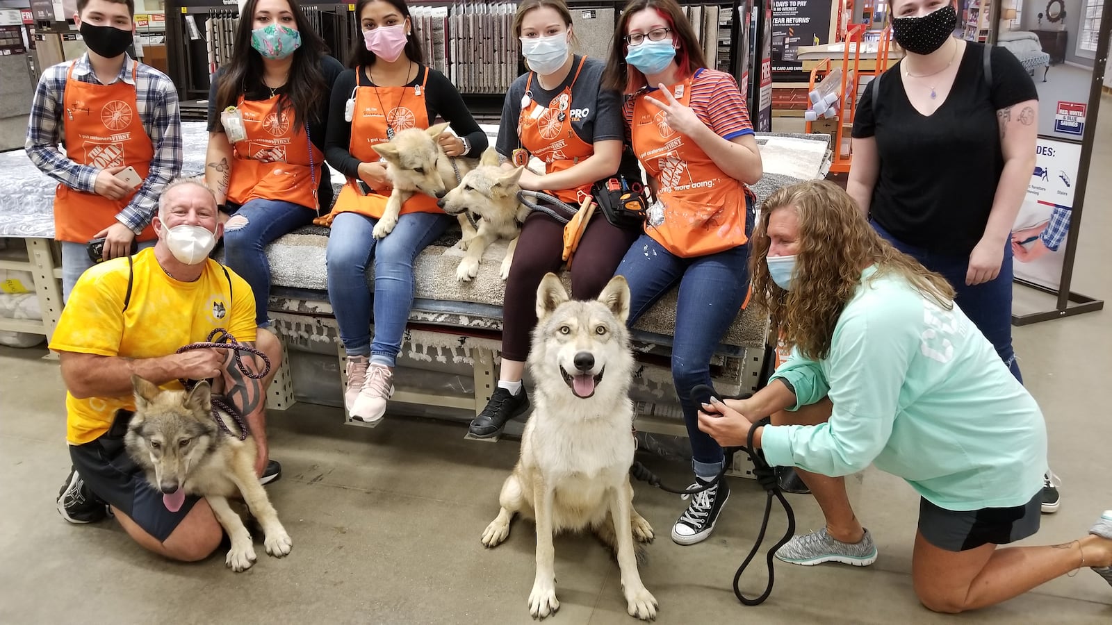 John Grove (L in yellow) and Cindy Grove (in green) of Pets First Nationwide are shown with their Wolfdogs, and several five month old wolfdog pups visiting a Home Depot to help socialize the dogs and introduce them to people in the store.