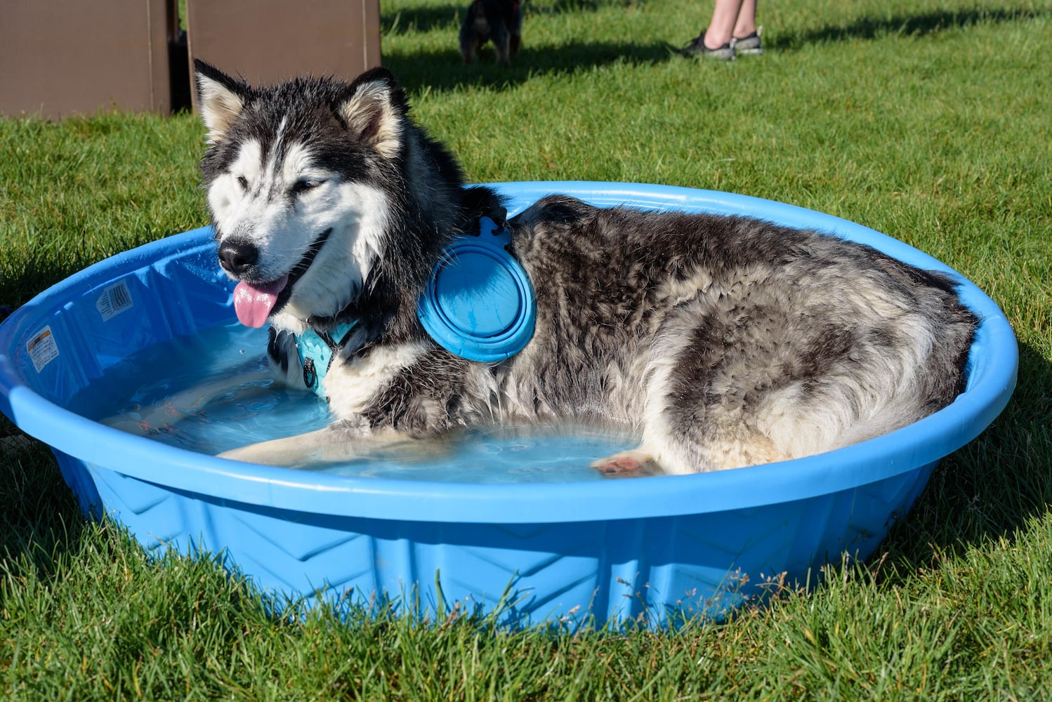 PHOTOS: Did we spot you and your doggie at SICSA’s Lift Your Leg fun run/walk?