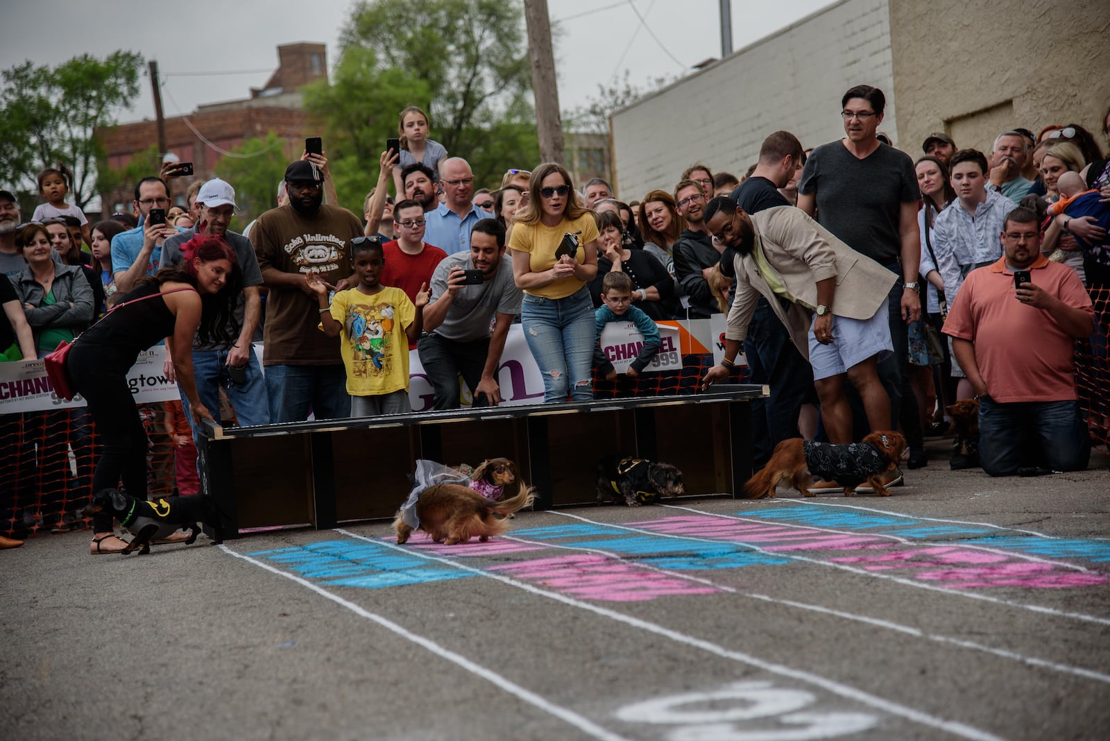 The Oregon District celebrated Kentucky Derby Day in Dayton on Saturday, May 5, 2018. The annual Derby Day Running of the Wieners race had its highest turnout in the three years since it's inception with 85 Dachshunds that competed. PHOTO / TOM GILLIAM PHOTOGRAPHY