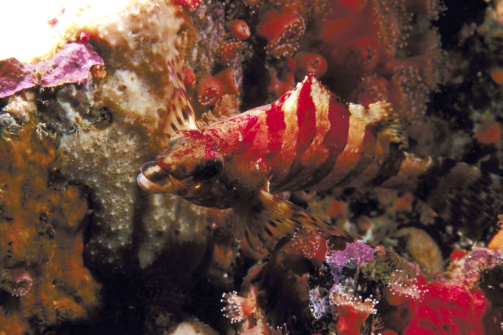 Painted greenling is on display at Newport Aquarium. CONTRIBUTED