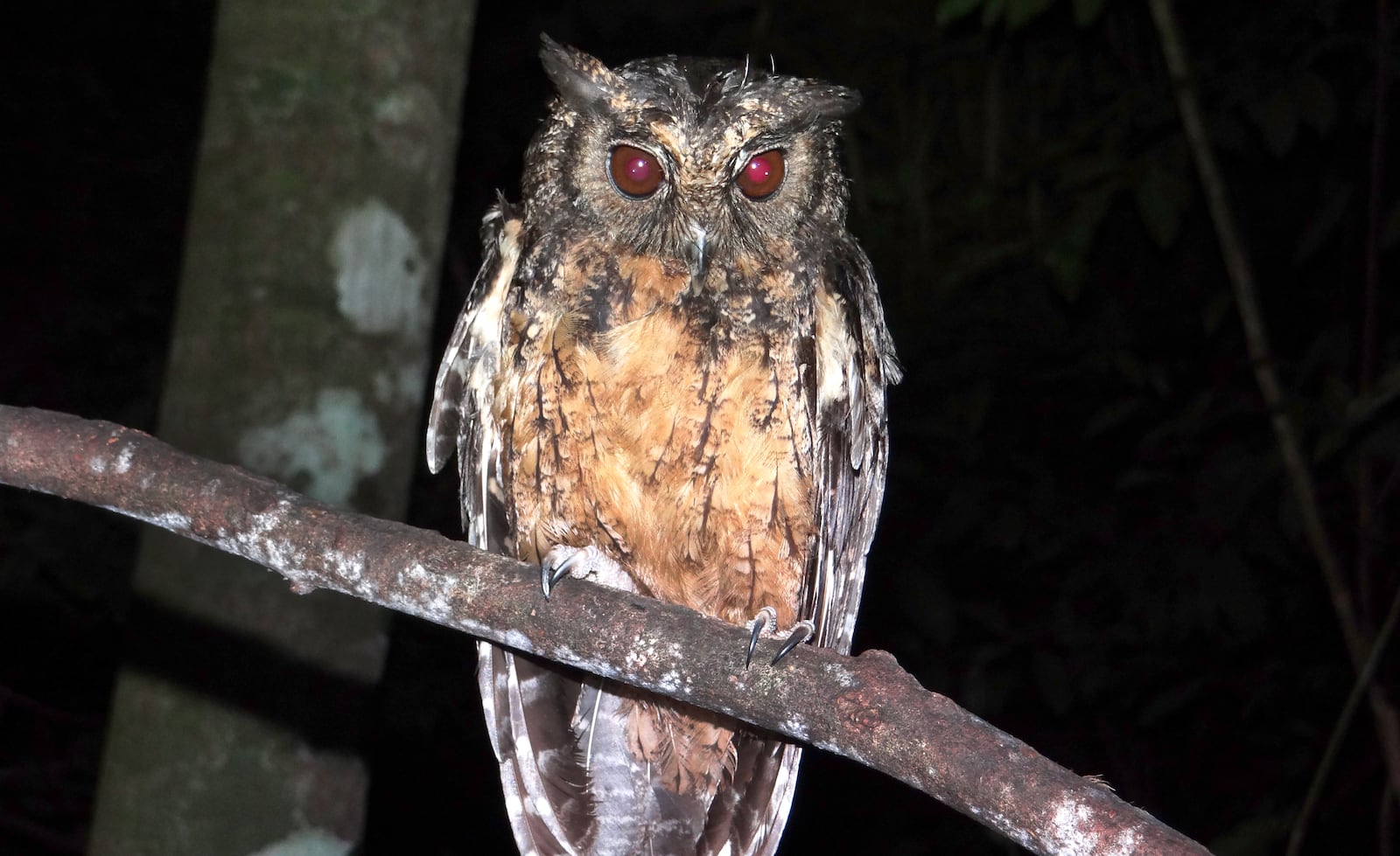       A new species of screech owl discovered in the Amazon has been named for Sister Dorothy Stang, a Dayton-born nun.                         