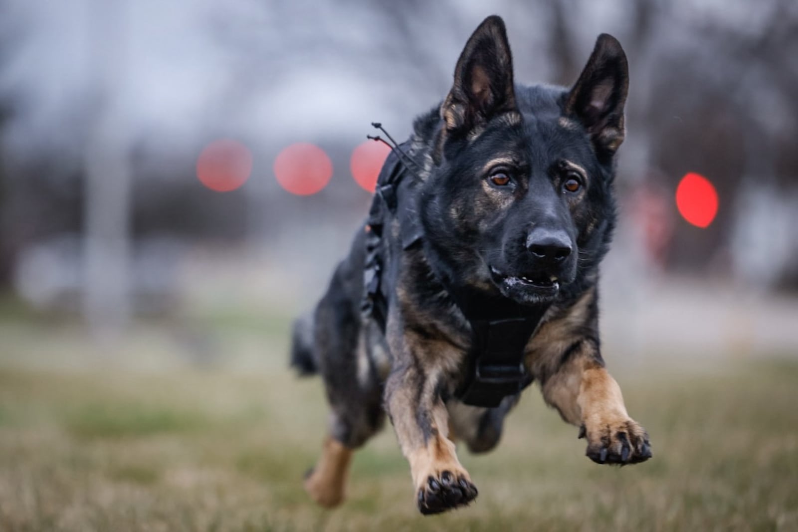 Bart is a 2 1/2 year old German Shepard and a Montgomery County Sheriff police K9. Jim Noelker/Staff