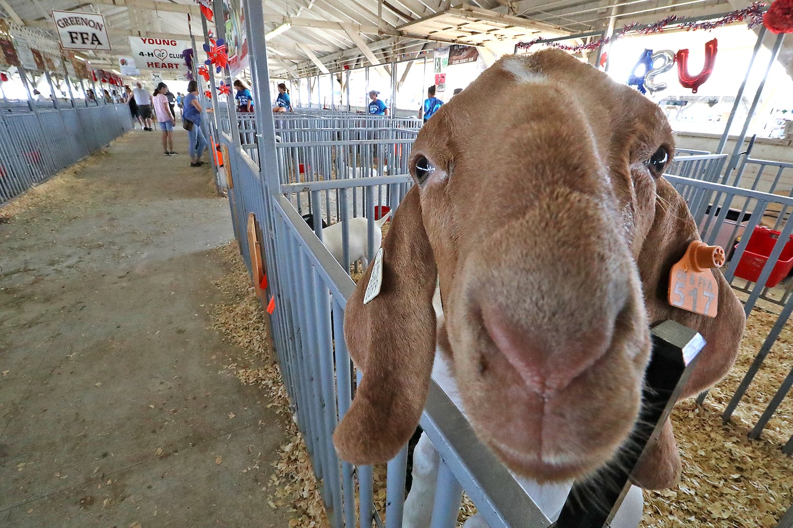 The goats seem to enjoy the new floor in the Goat Barn Monday. BILL LACKEY/STAFF