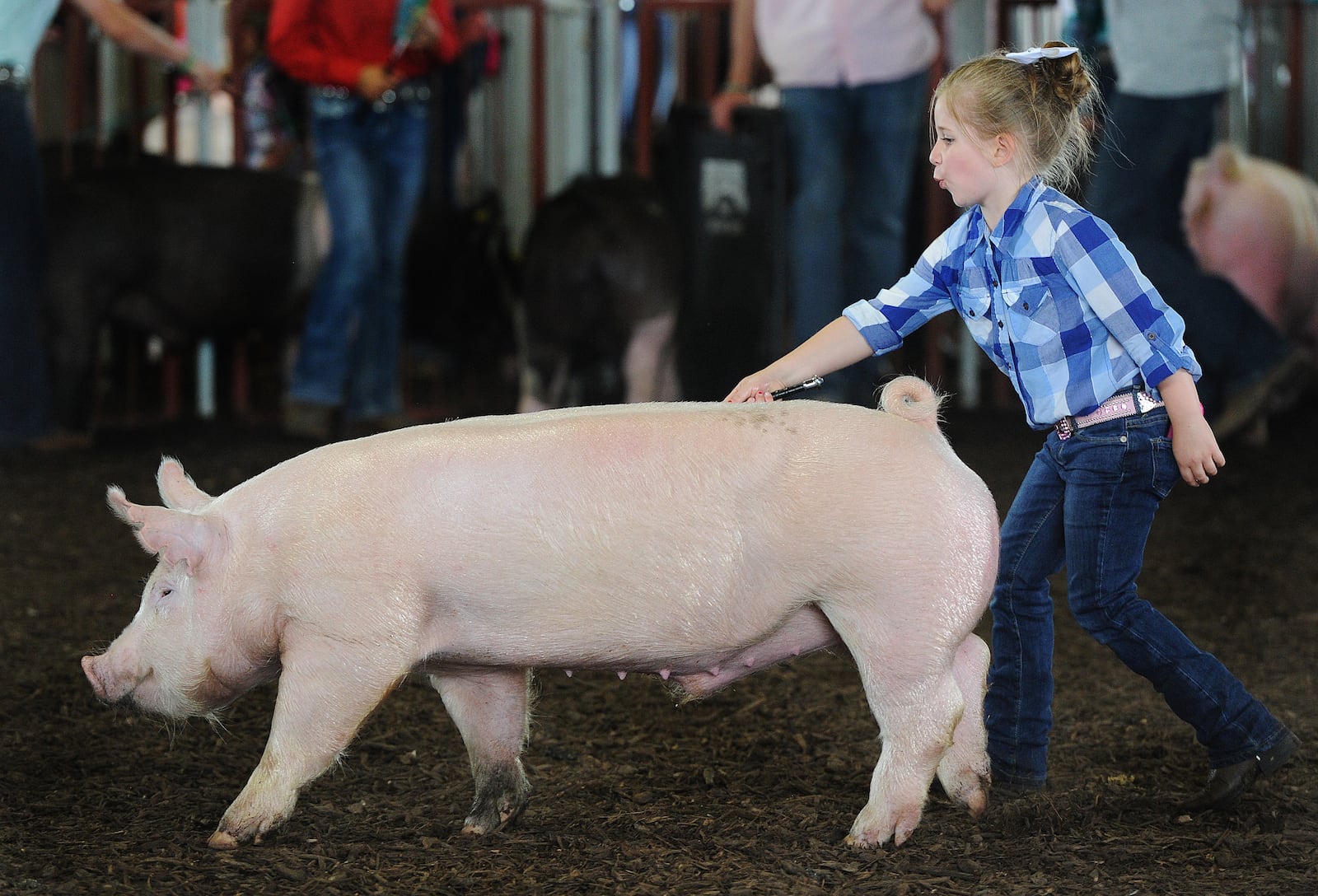 Klaycee McGuire, 5, of Eaton, shows her hog in the middle weight Barrow class Wednesday, July 14, 2021 at the Montgomery County Fair. MARSHALL GORBY\STAFF