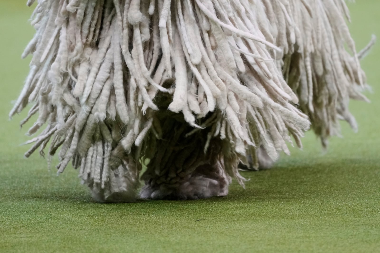 A Komondor, Ranger, competes in the working group competition during the 149th Westminster Kennel Club Dog show, Tuesday, Feb. 11, 2025, in New York. (AP Photo/Julia Demaree Nikhinson)