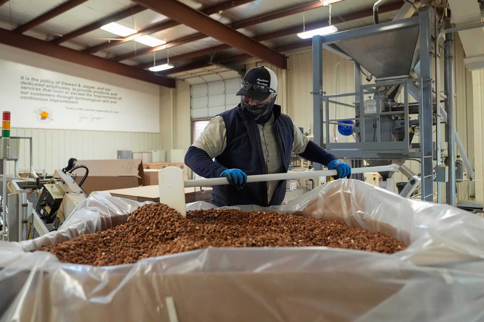 Jose Ruiz spreads almonds evenly to be able to close a box weighing a metric ton at Stewart and Jasper Orchards, Friday, March 7, 2025, in Newman, Calif. (AP Photo/Godofredo A. Vásquez)