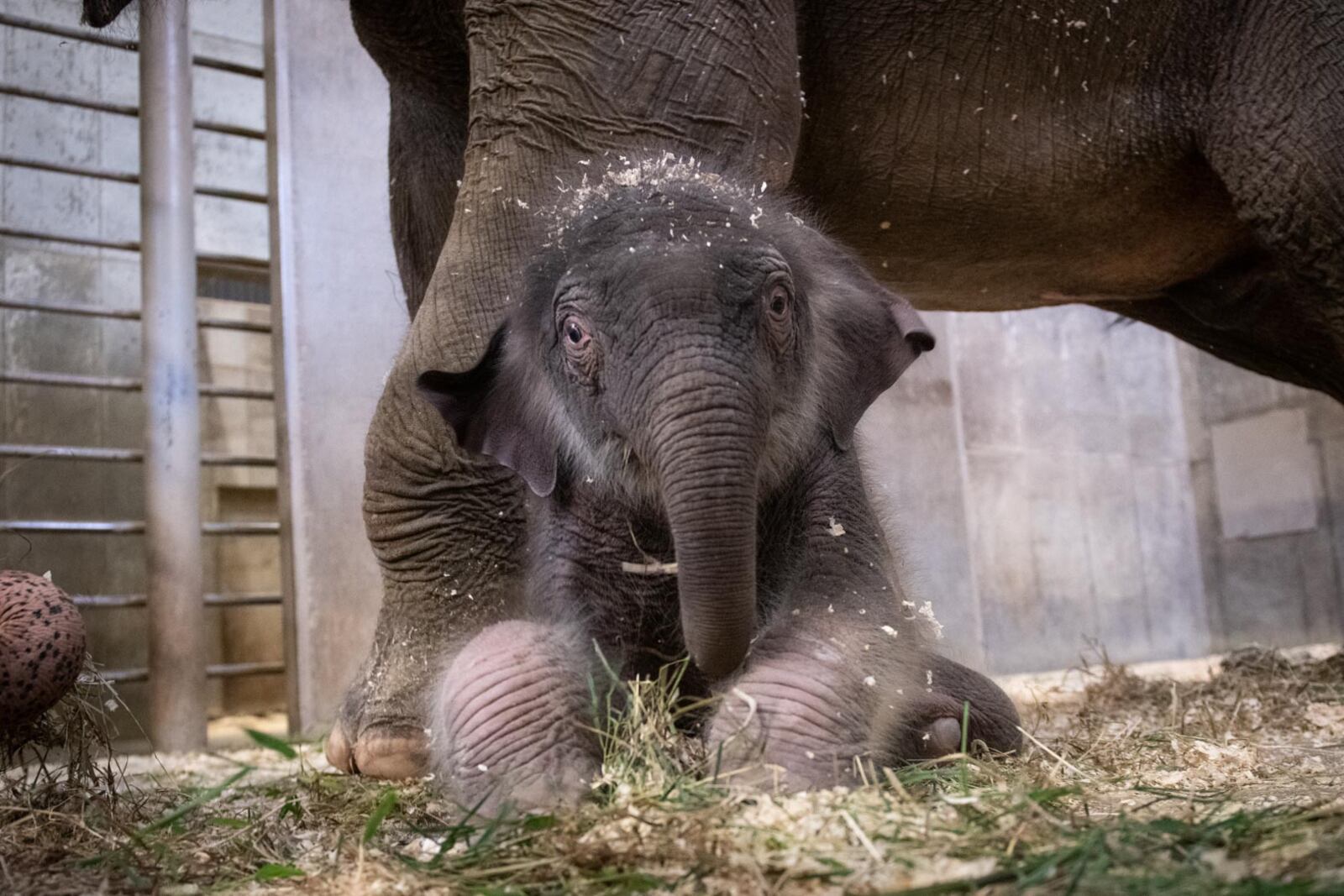 A baby Asian elephant calf and his mother, Phoebe, can be seen daily from 10 a.m. to noon in the Elephant and Rhino building at the Columbus Zoo and Aquarium. GRAHM S. JONES/ COLUMBUS ZOO AND AQUARIUM