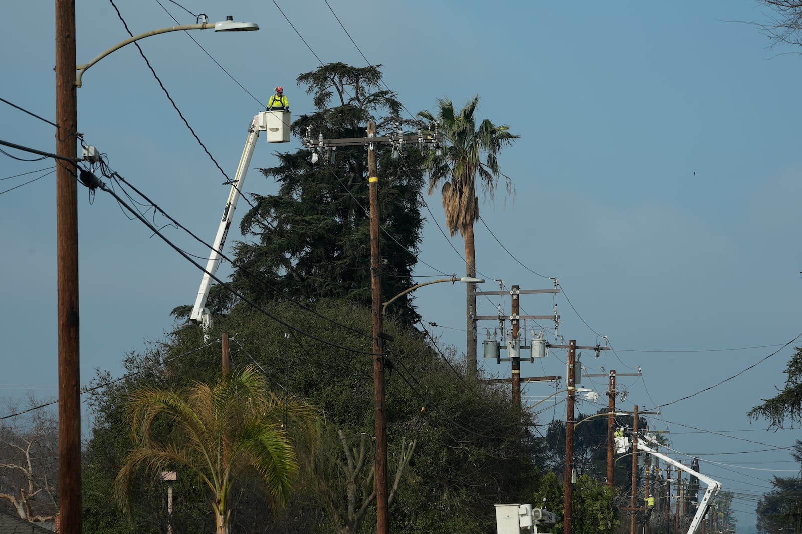 Workers contracted by Southern California Edison utility company cut the top of trees as they reestablish power lines and transformers in the area in the aftermath of the Eaton Fire, Sunday, Jan. 19, 2025, in Altadena, Calif. (AP Photo/Damian Dovarganes)