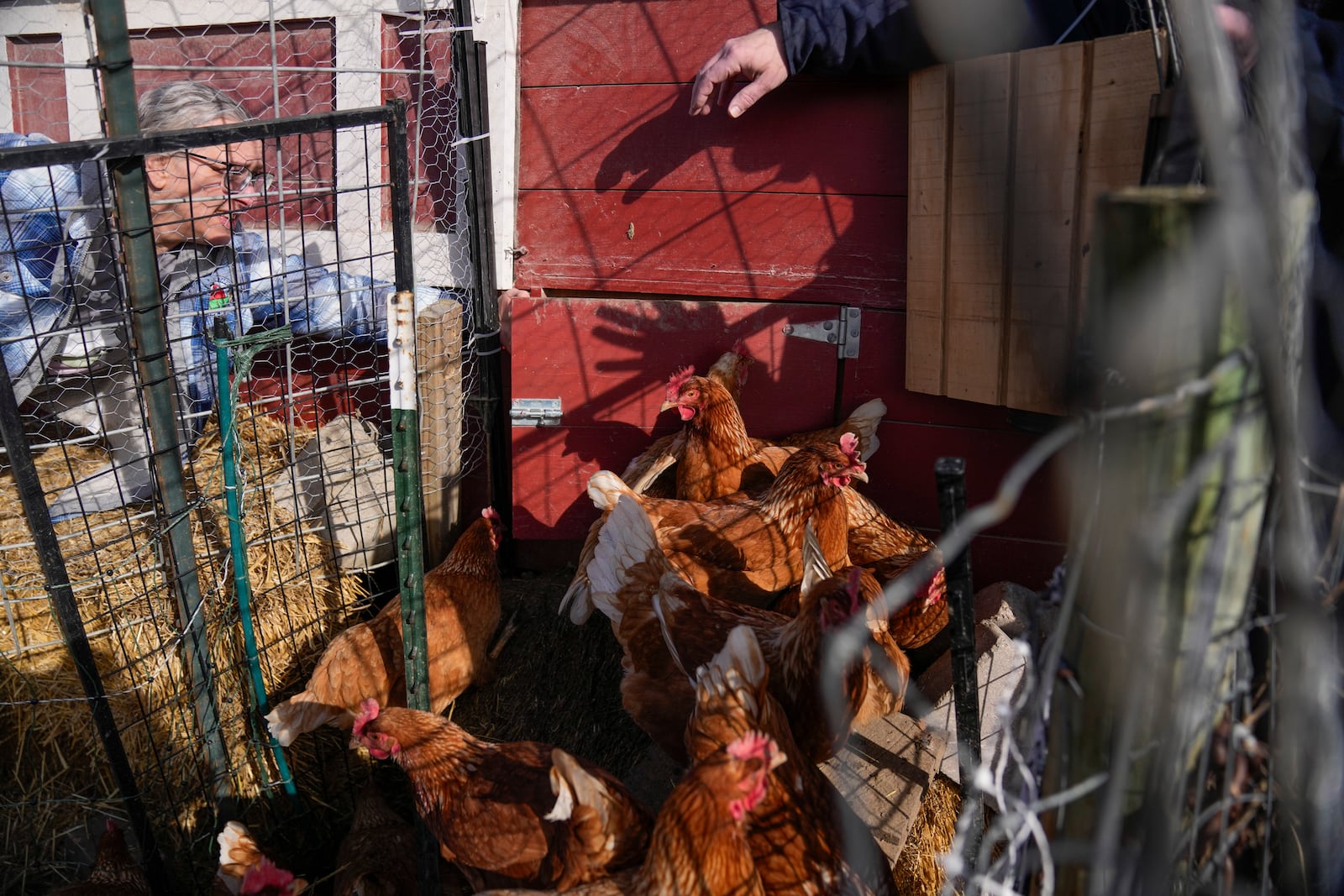 Red Star hens, a hybrid breed that lays large brown eggs, walk around outside their coop at Historic Wagner Farm, Friday, Feb. 7, 2025, in Glenview, Ill. (AP Photo/Erin Hooley)