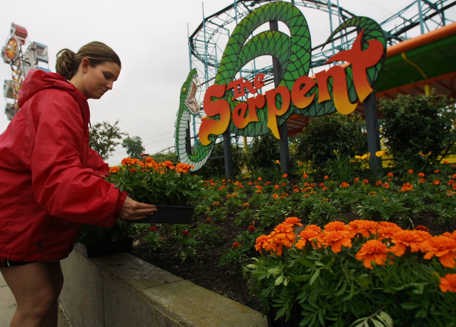 Nicole DeMastry prepares to plant marigolds near the Serpent roller coaster at LeSourdsville Amusement Park in 2002.