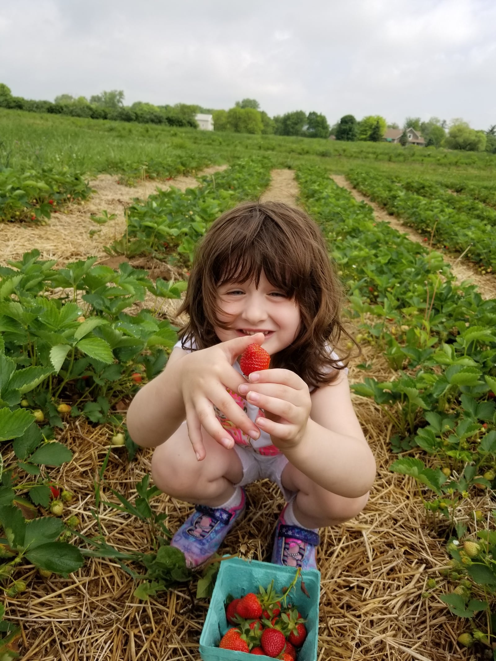 Monnin's Fruit Farm in Dayton offers pick-yourself strawberries, raspberries, grapes, apples and pumpkins. - Contributed