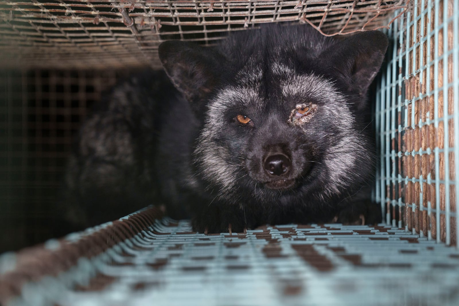 This photo provided by Humany Society International shows a fox inside a cage at a fur farm in western Finland, in late October 2024. (Humany Society International/Oikeutta Elaimille via AP)