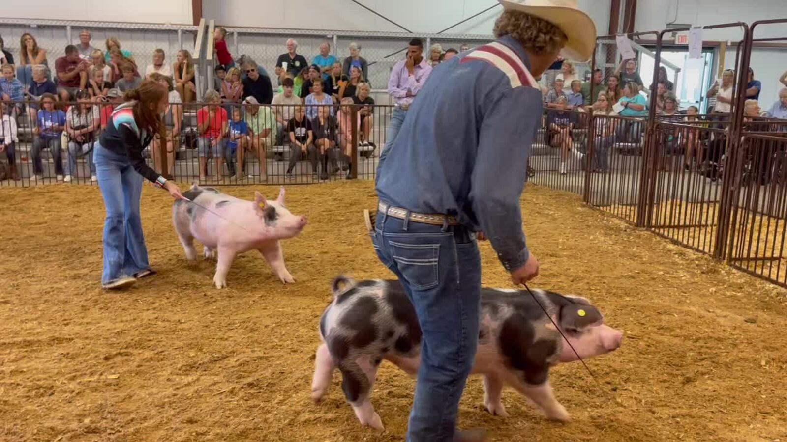 Greene County Fair swine showmanship