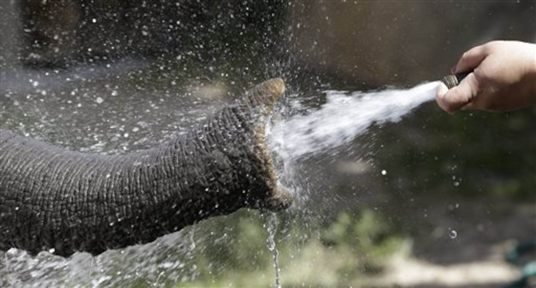 Beating the heat at the zoo