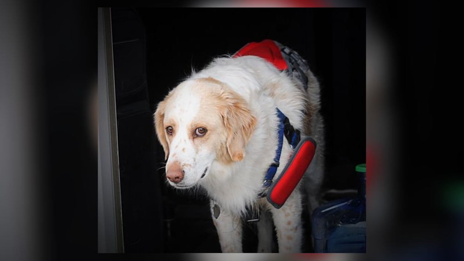 A man and his dog were rescued after their catamaran capsized on Eastwood Lake Nov. 19, 2020, in Eastwood MetroPark. The dog had a floatation device on. MARSHALL GORBY/STAFF