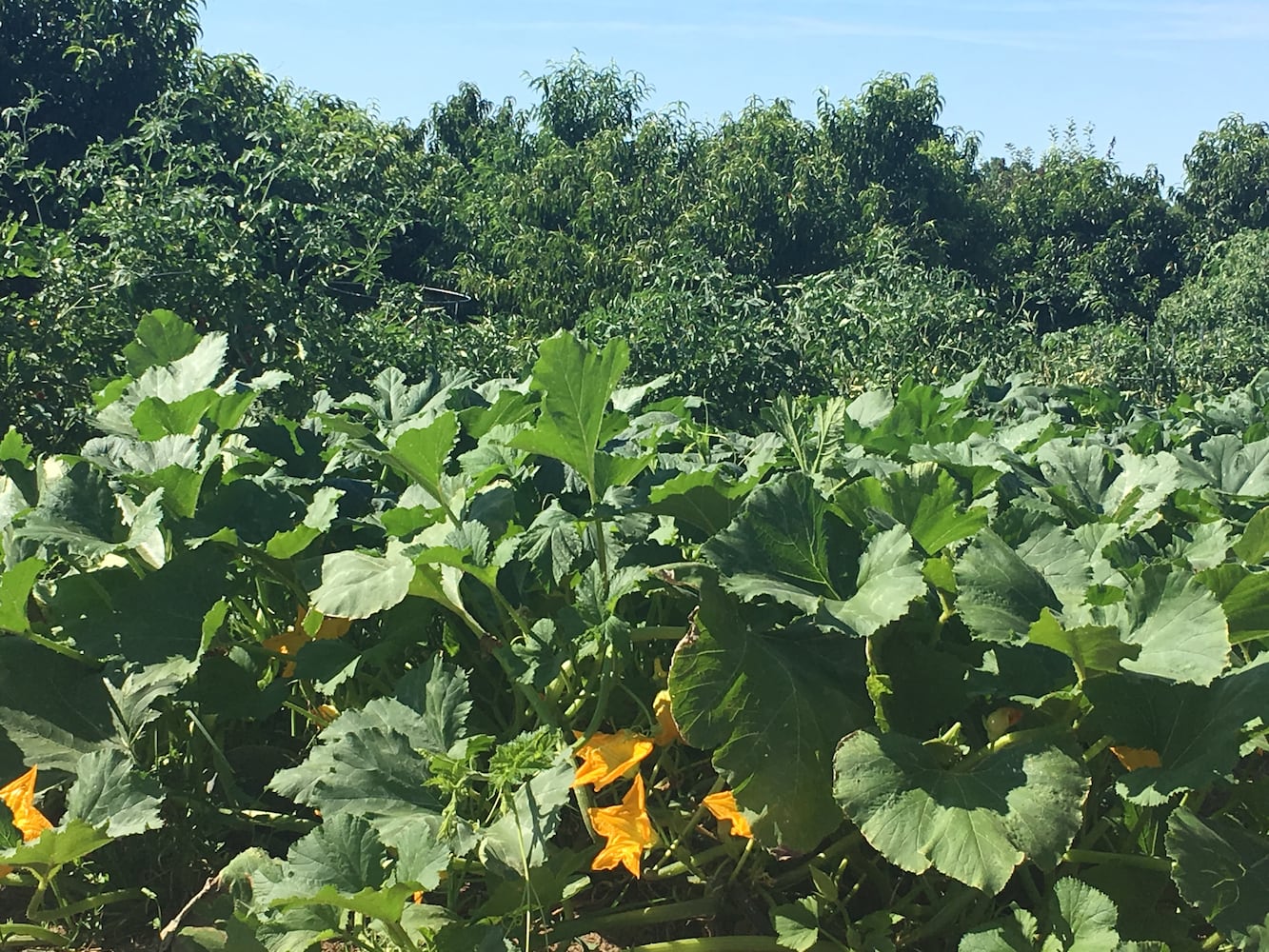 Hidden Valley Orchards