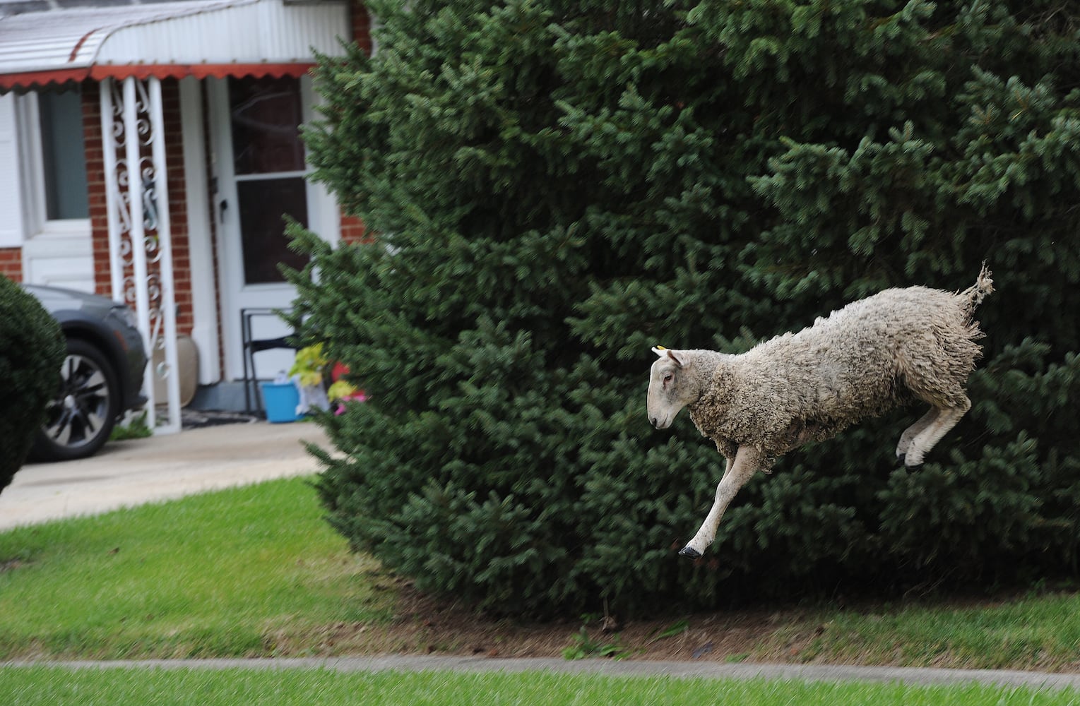 sheep on the run