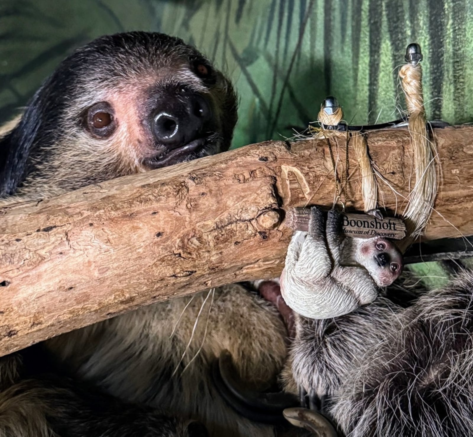 You can personalize this “Patience the Sloth” Christmas Ornament from the Boonshoft Museum.