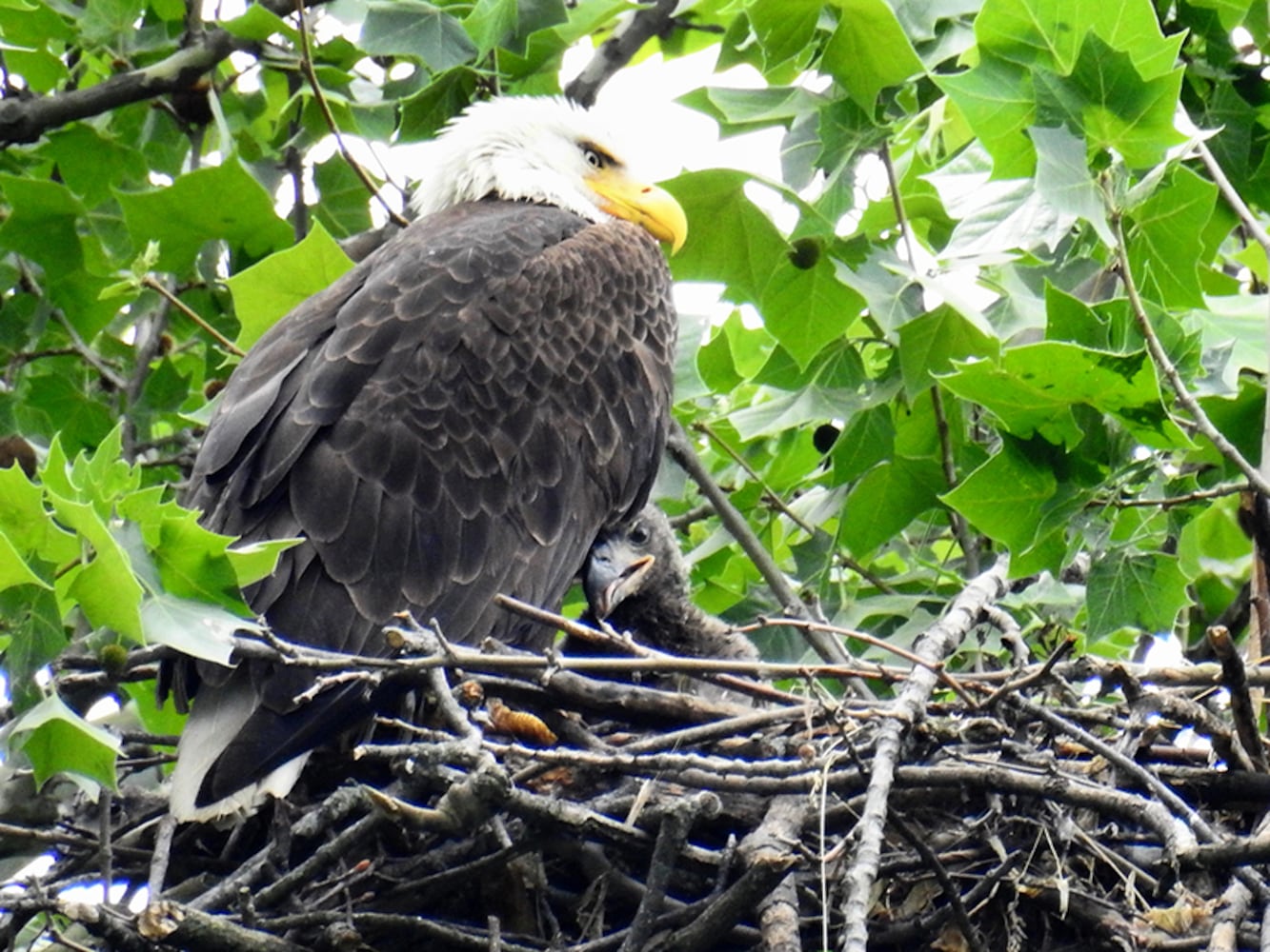 Carillon Park bald eagles