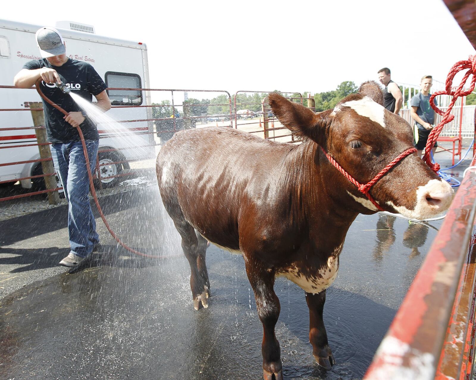 Tanner Cordes, 16, washes a short horn plus heifer for his friend Tyler Michael who showed the cow at the Montgomery County Fair on Thursday. TY GREENLEES / STAFF