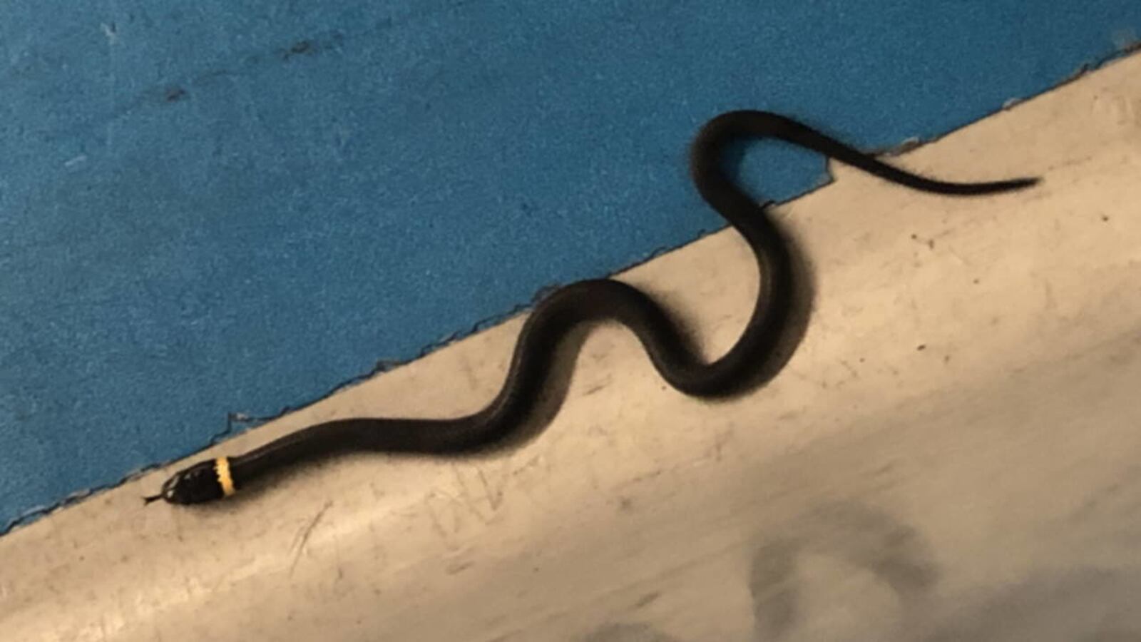 A 15-inch snake was an unusual visitor at Newark Liberty International Airport on Monday night.