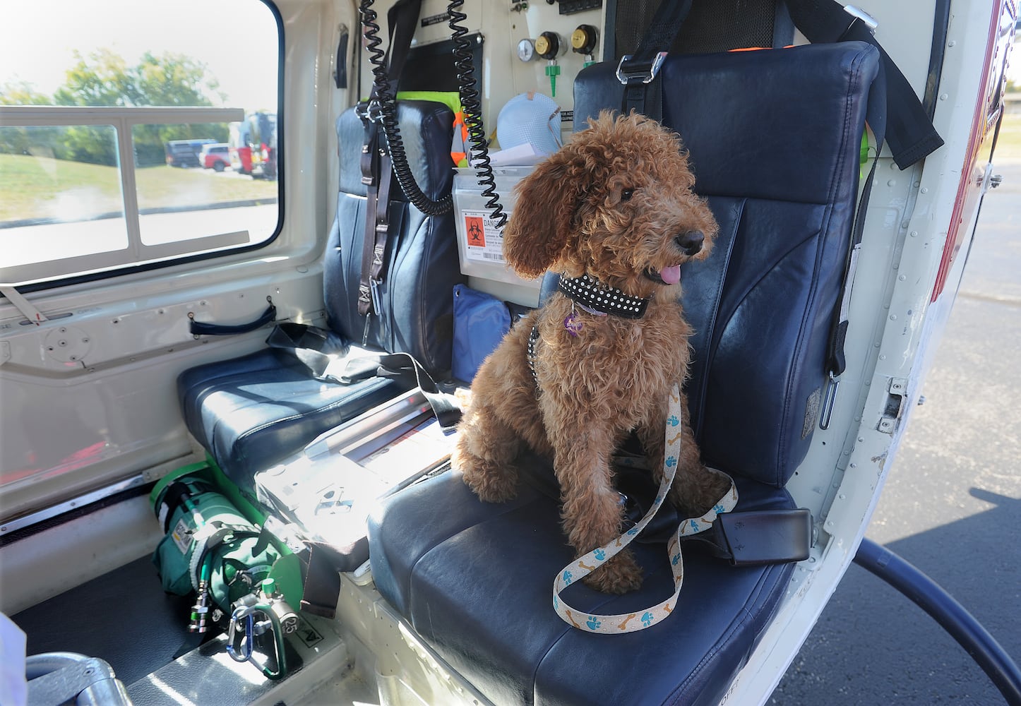 Company adds therapy dog