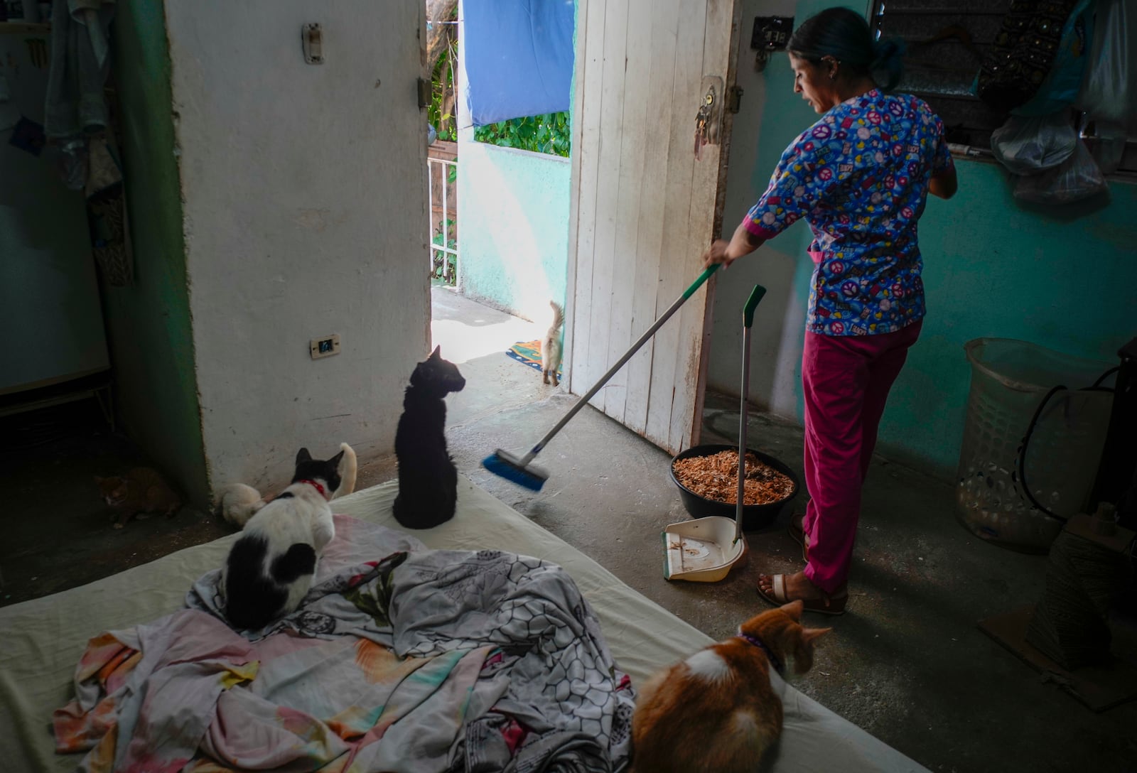 A kitten named Mini, center, watches veterinary technician Elizabeth Meade sweep the floor at the Adoptions for Love animal shelter she founded in Havana, Cuba, Wednesday, Oct. 2, 2024. (AP Photo/Ramon Espinosa)