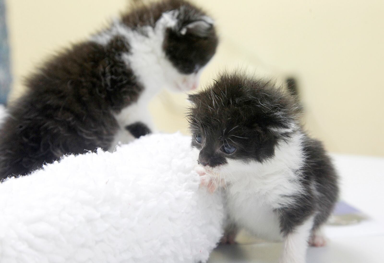 Local animal shelters are expecting an influx of motherless kittens and need human foster parents to step in.  LISA POWELL / STAFF