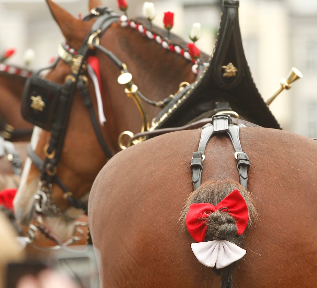 PHOTOS: The Budweiser Clydesdales are in Dayton