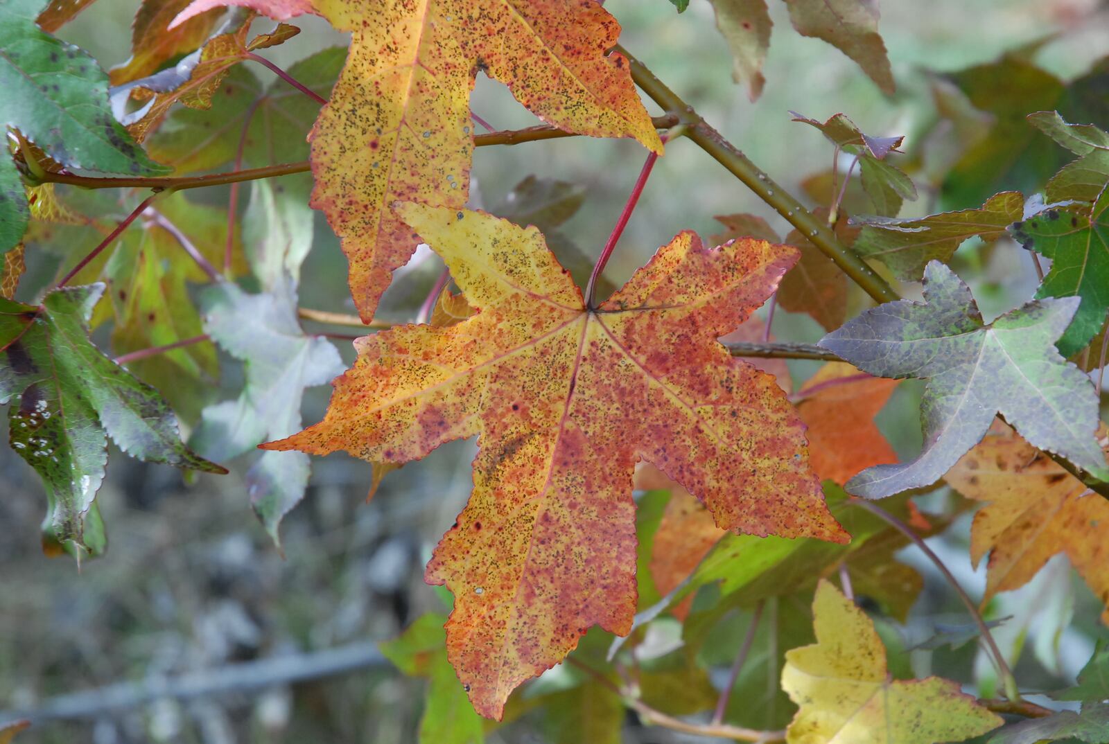 Fall color has made its appearance statewide with areas soon reaching peak condition. CONTRIBUTED 