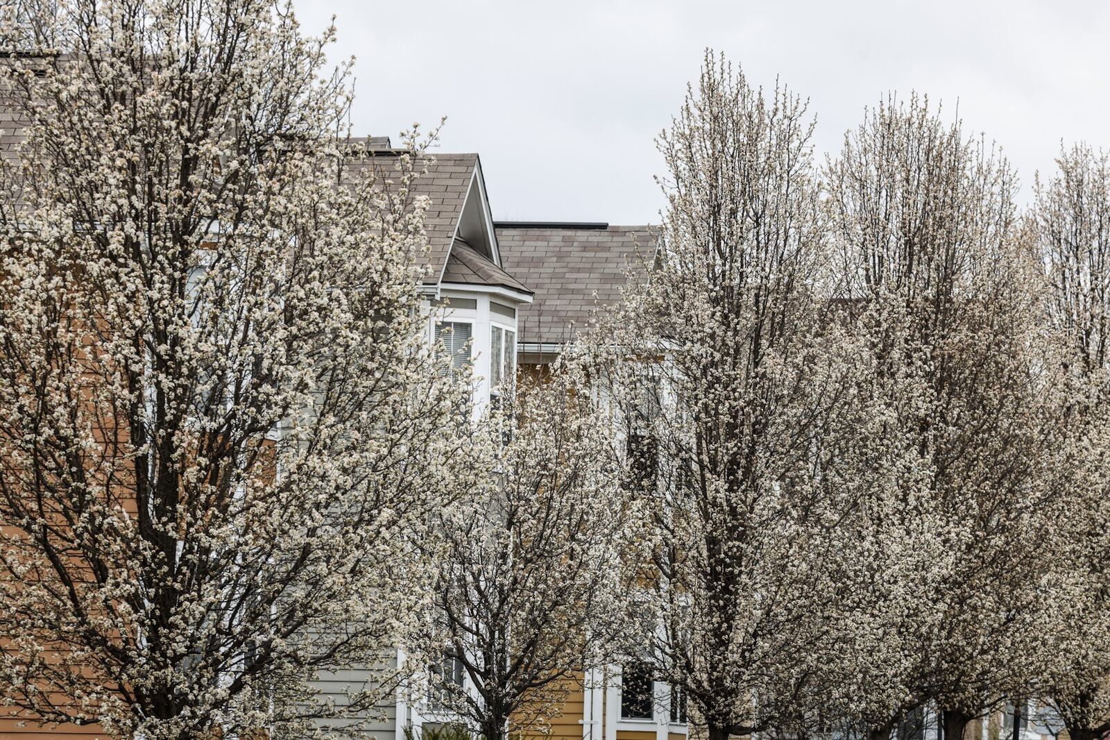 This Dayton neighborhood near Audubon Park is lined with Bradford Pear tree a species that will be banned in Ohio in 2023. The tree has beautiful white blossoms in the Spring but are an extremely aggressive, non-native species. JIM NOELKER/STAFF