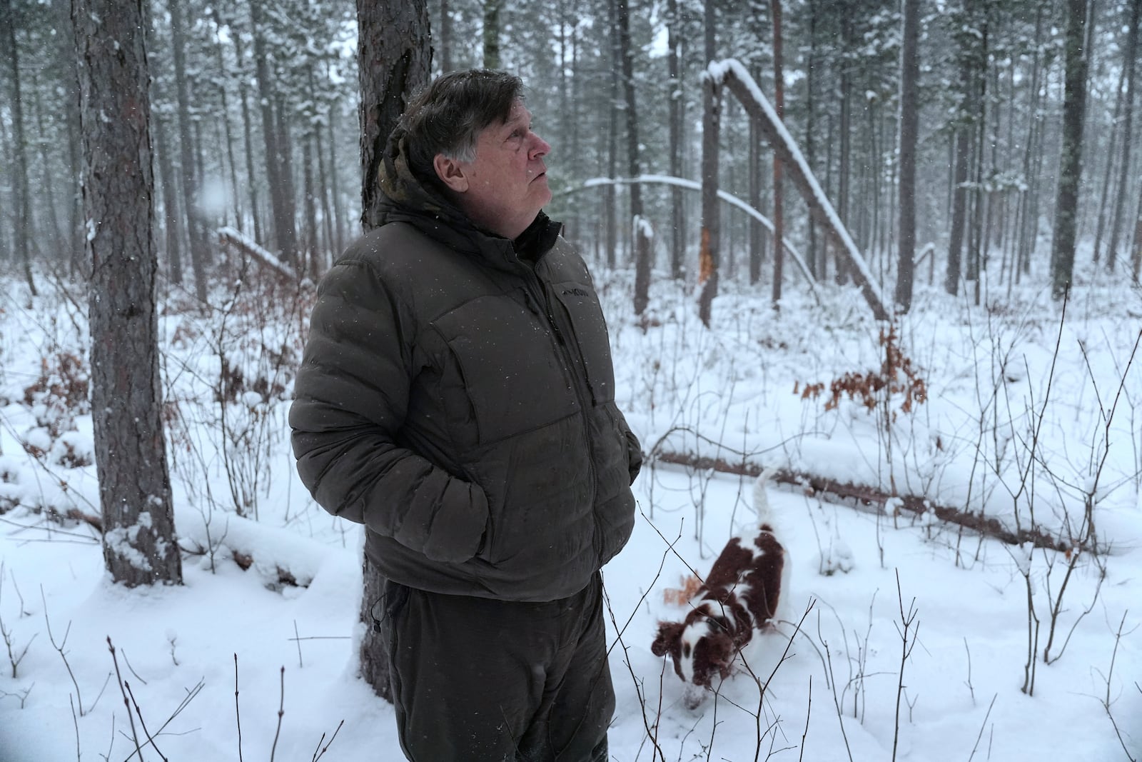 Tom Doolittle, a falconer and retired biologist, looks up at a wild goshawk nest Saturday, Feb. 15, 2025, near his home in Mason, Wis. (AP Photo/Joshua A. Bickel)