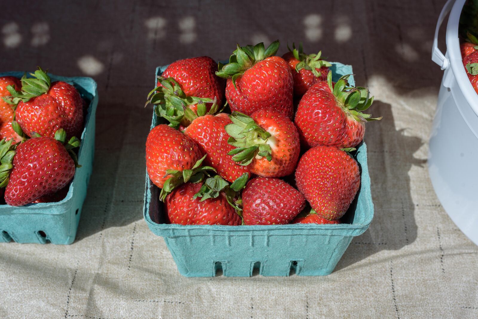 The 47th Annual Troy Strawberry Festival will be held June 3-4. TOM GILLIAM / CONTRIBUTING PHOTOGRAPHER