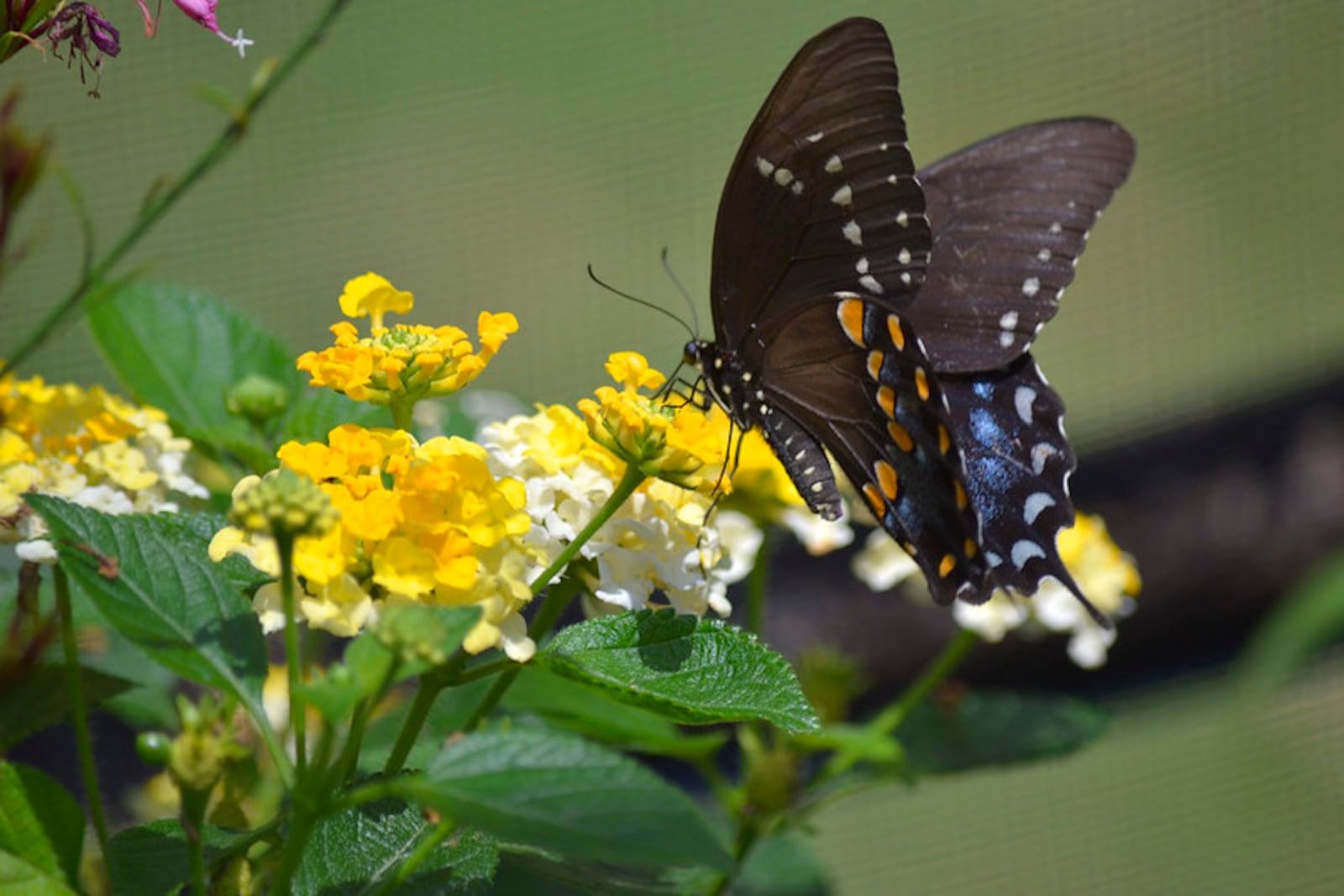 The sights and sounds of spring make for a beautiful stroll. CONTRIBUTED