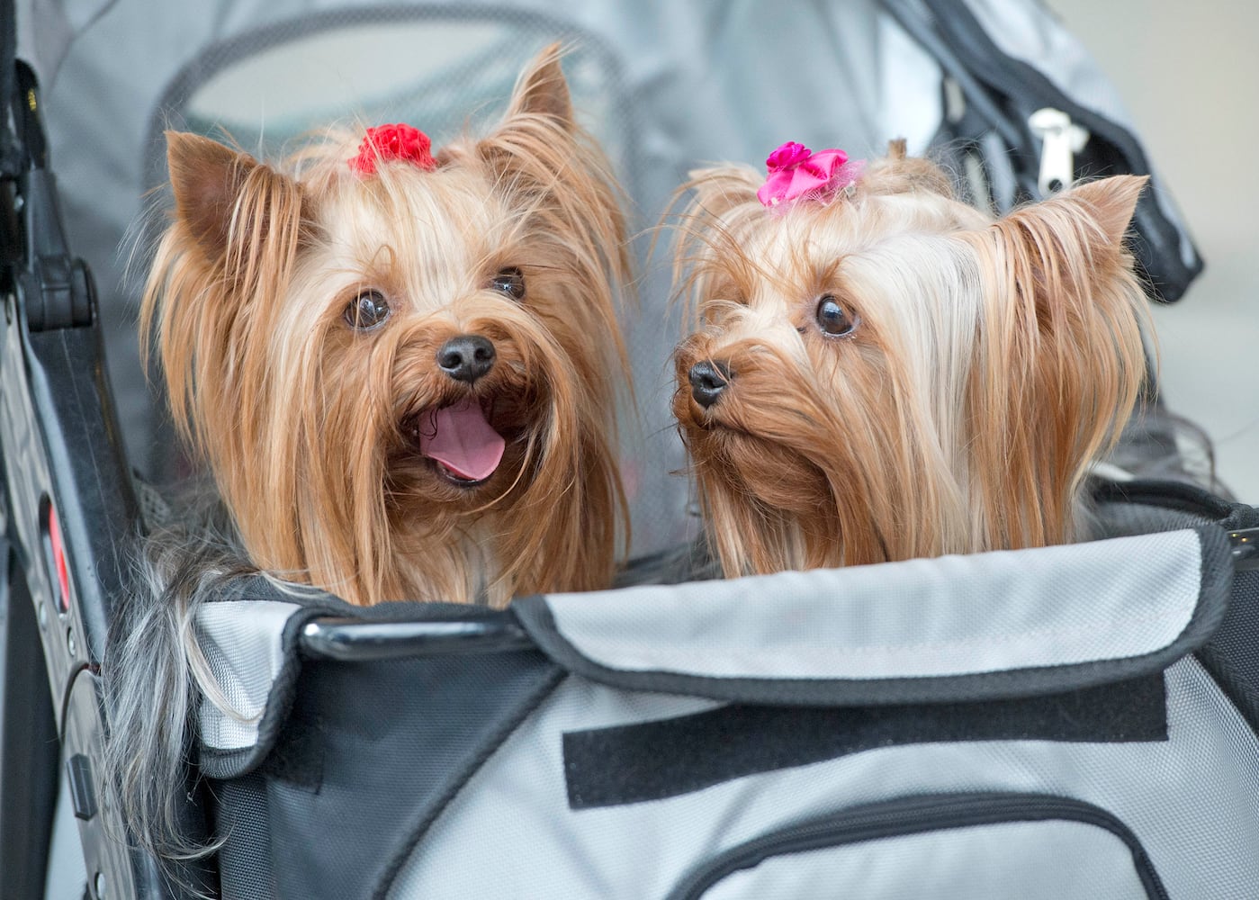 News hounds (6/19/2014)