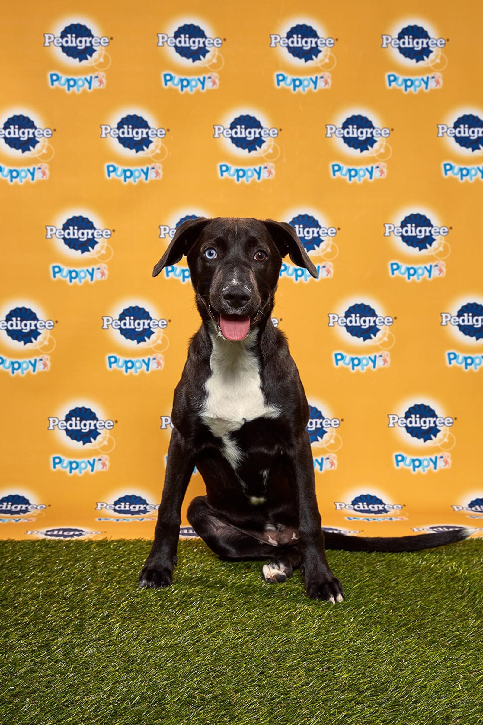 Rooster, an American Staffordshire terrier/bulldog mix with a cleft palate from the Sanctuary Rescue in Virginia. (Animal Planet)