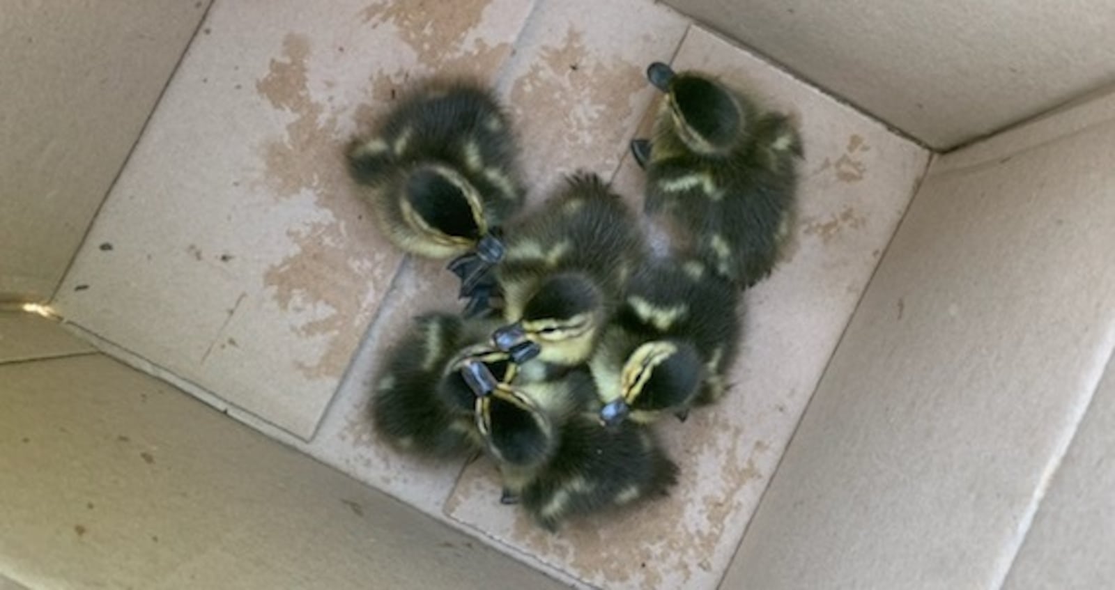 The Washington Twp. Fire Department rescued six ducklings from a storm drain June 14, 2021.