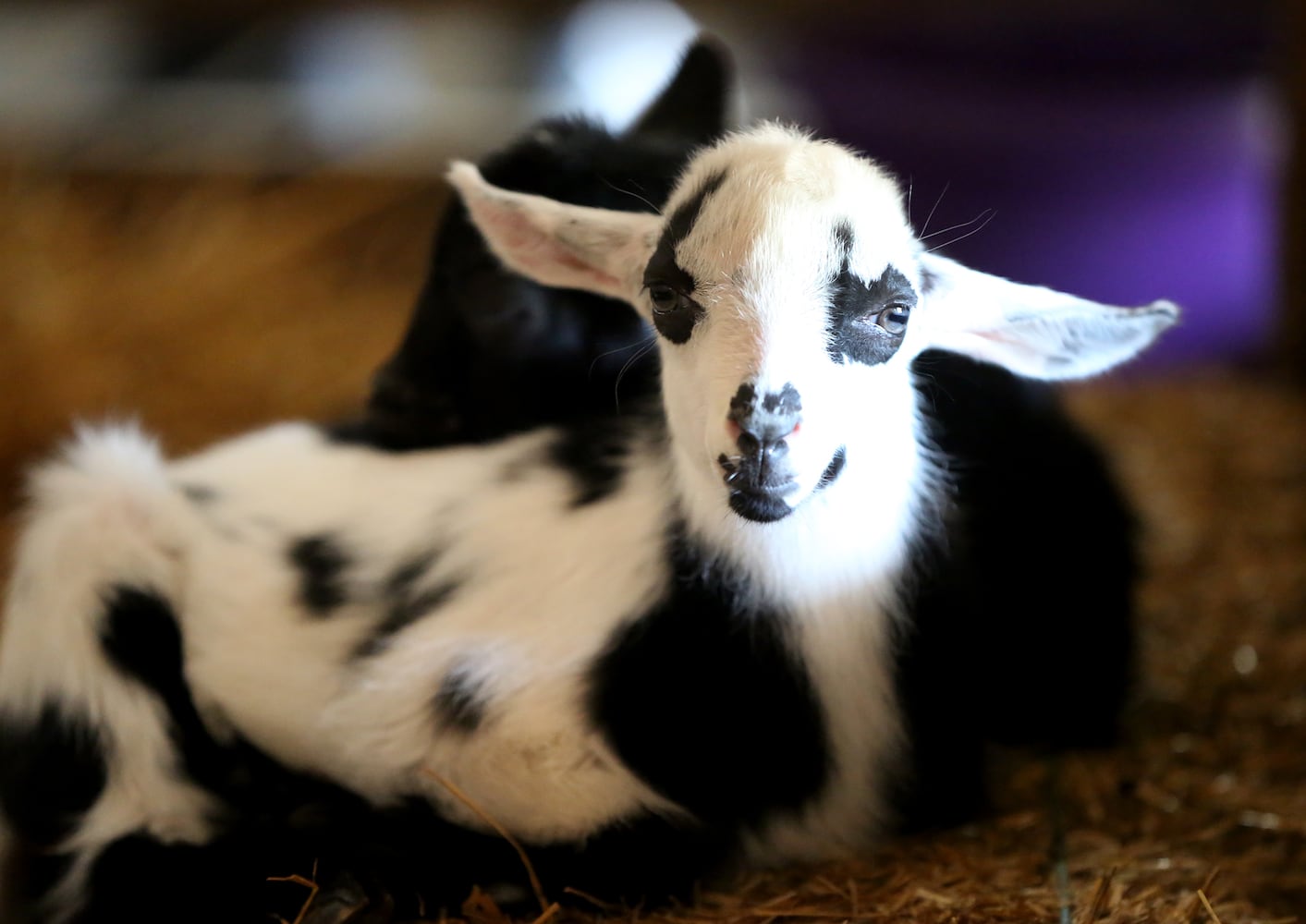 PHOTOS: AWWW! Sleepy mini goats and adorable lambs among the Aullwood Farm babies