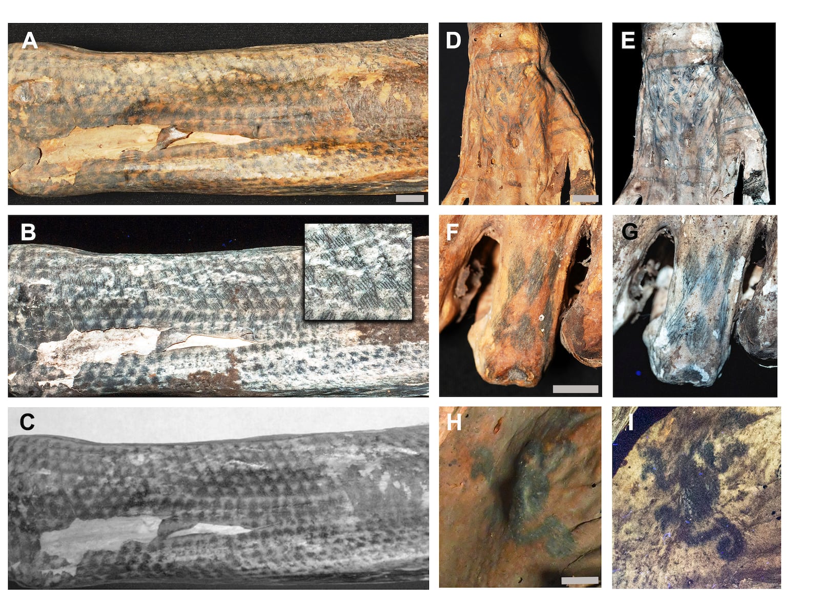 This image provided by researchers shows intricate tattoo designs on a mummified human from Peru's Chancay culture in visible light and using laser-stimulated fluorescence. (Michael Pittman via AP)