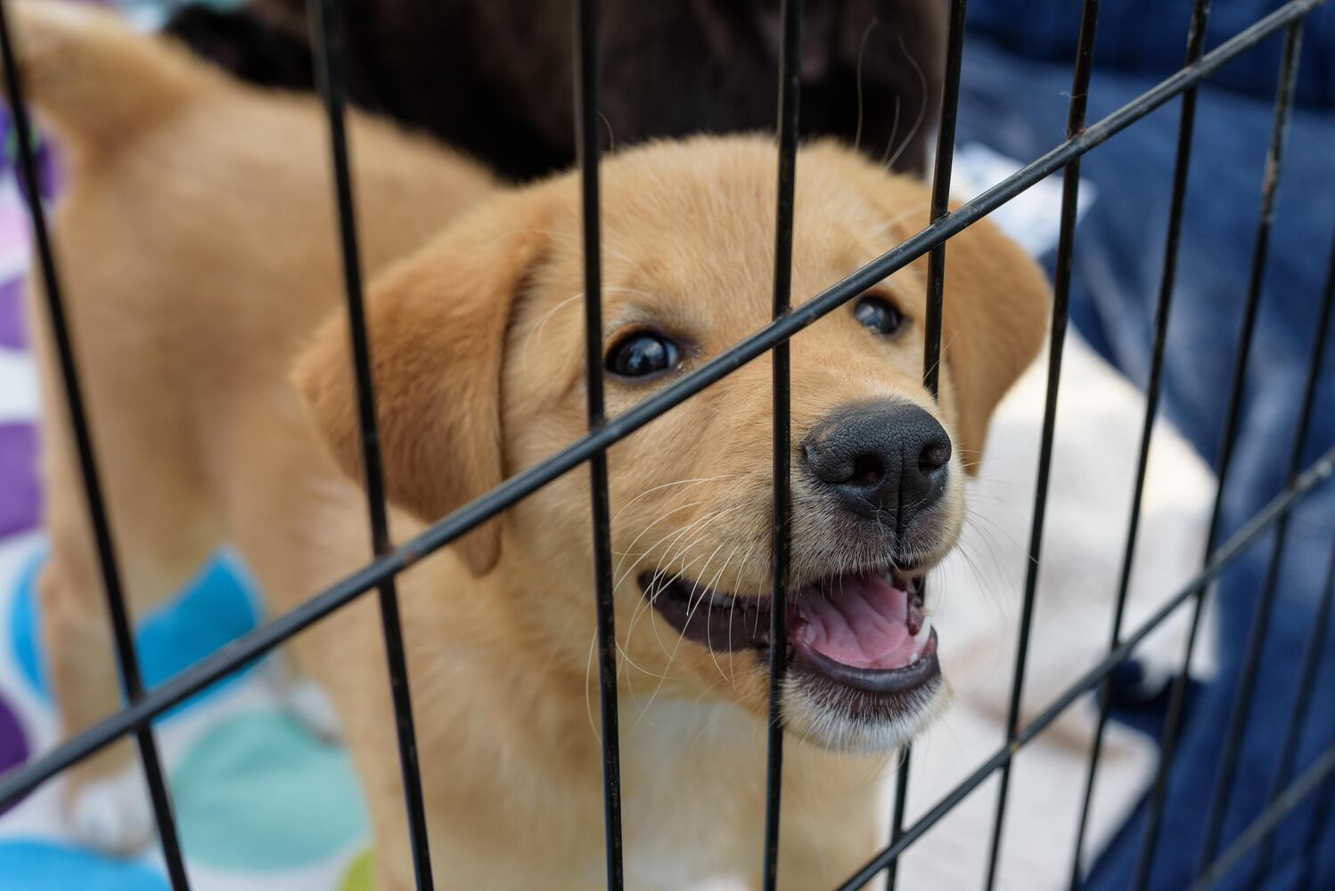 PHOTOS: Did we spot you and your doggie at the 5k-9 Run, Walk & Wag in Miamisburg?