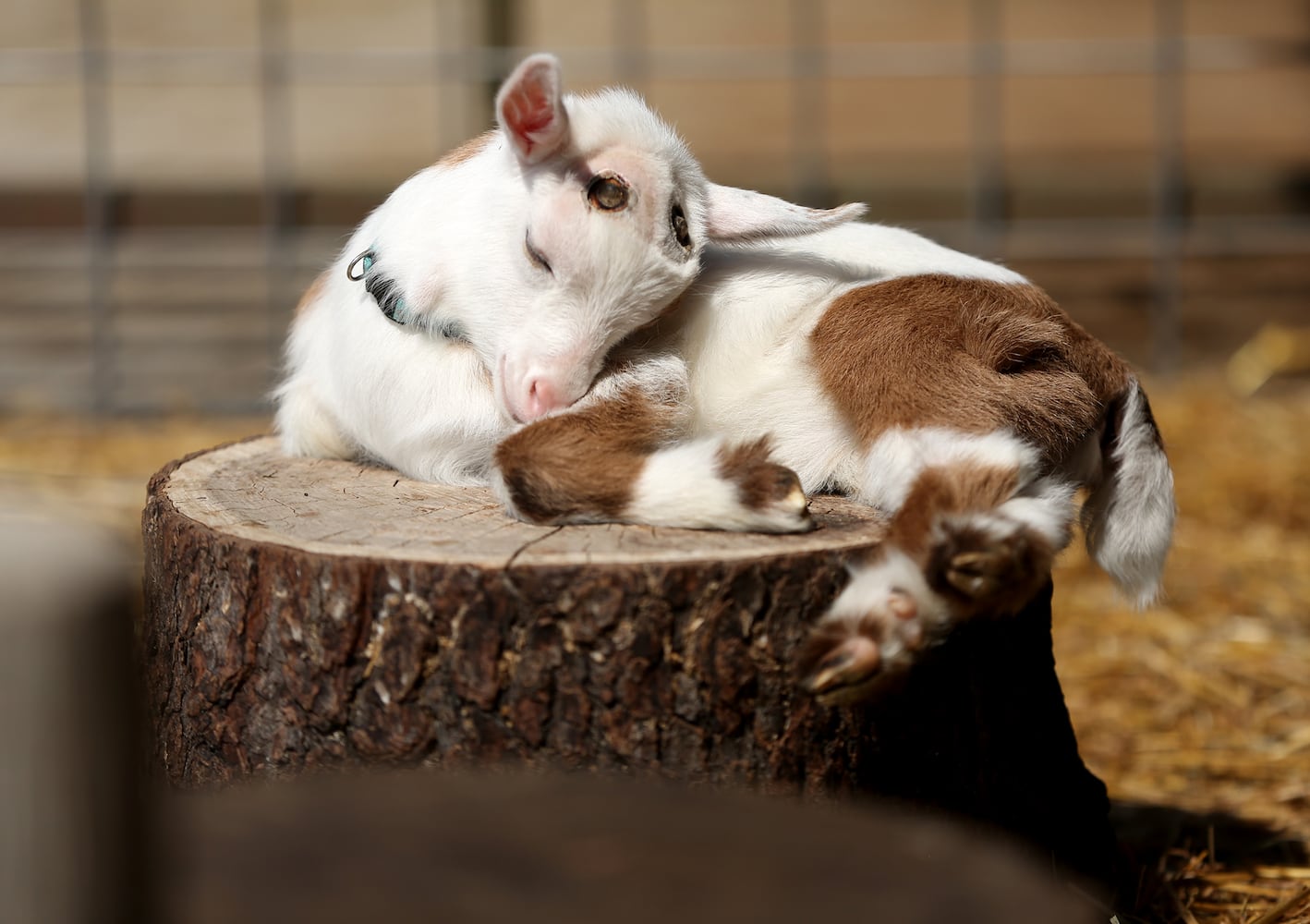 PHOTOS: AWWW! Sleepy mini goats and adorable lambs among the Aullwood Farm babies