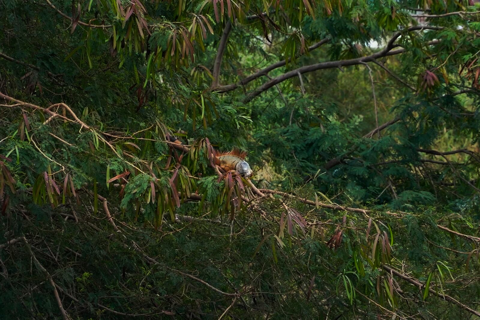 In this image made from video, an iguana rests on a tree branch in Pingtung County, southern Taiwan on Jan 21, 2025. (AP Photo/Wu Taijing)