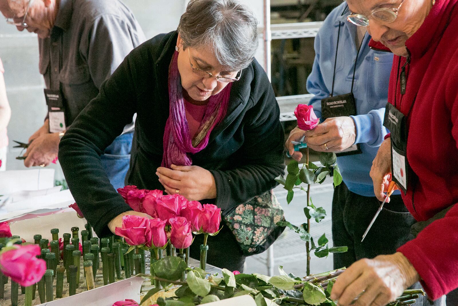 Road Scholars choose roses to decorate a float for the Rose Bowl parade in Pasadena, California. Fran Battin took this trip late last year with the Road Scholar program.