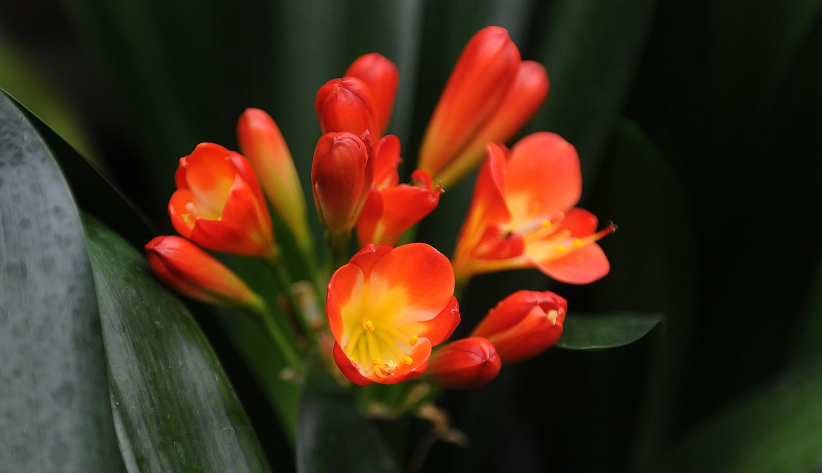 Clivia Miniata (Natal Lily) in bloom at the North Dayton Garden Center. MARSHALL GORBY\STAFF