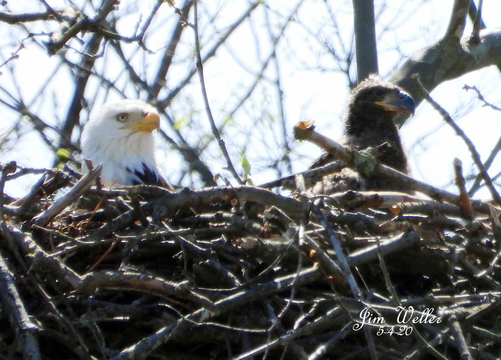 Orv, one of Carillon Historical Park's resident bald eagles and one of his eaglets photographed May 4, 2020. JIM WELLER / CONTRIBUTED