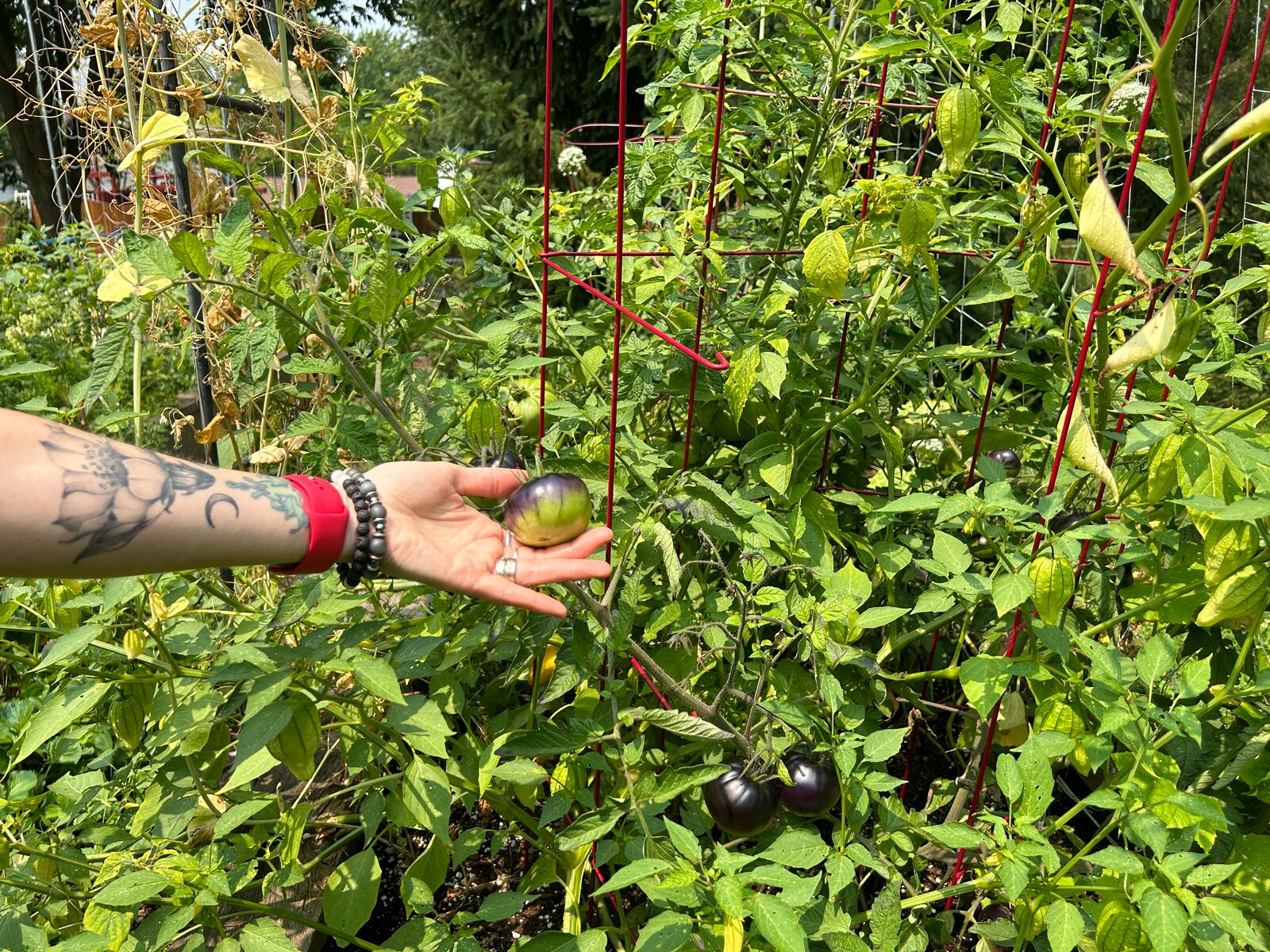 Artist Amy Kollar Anderson’s gothic sensibility reaches out to her garden, with an array of plants in purple black hues: tomatoes, peppers and even sunflowers.