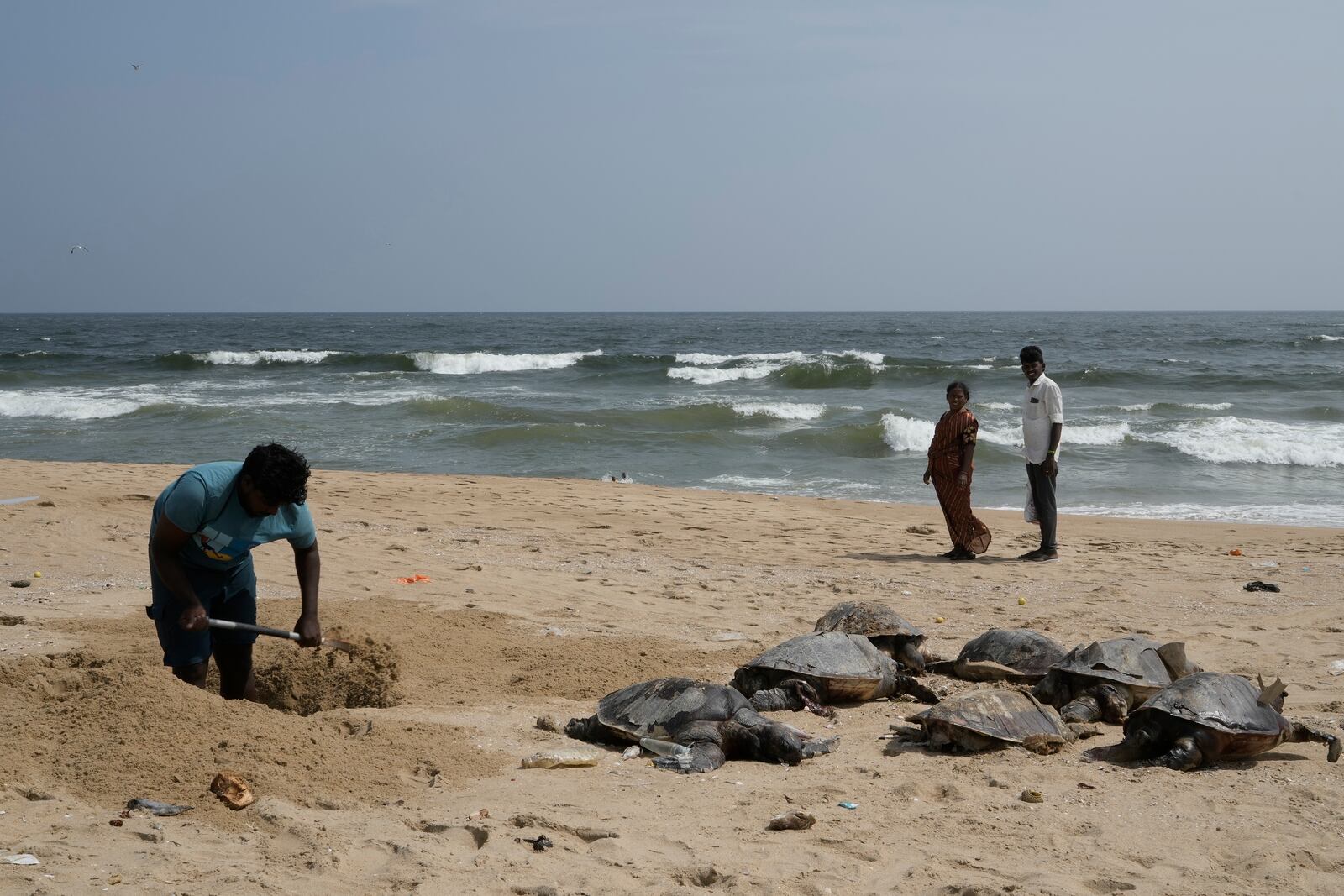 A volunteer prepares to bury carcasses of endangered olive ridley sea turtles that washed ashore on Kovalam beach, on the outskirts of Chennai, India, Saturday, Jan. 25, 2025. (AP Photo/Mahesh Kumar A.)