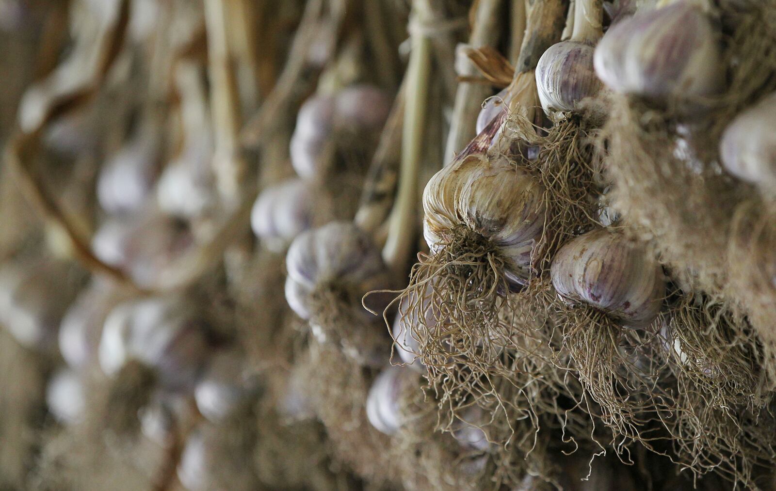 Garlic hangs in the barn at Thaxton's Organic Garlic on Wednesday, July 20, 2016, in Hudson, Ohio. Fred Thaxton grows 11 varieties of organic garlic at the farm. (Mike Cardew/Akron Beacon Journal)