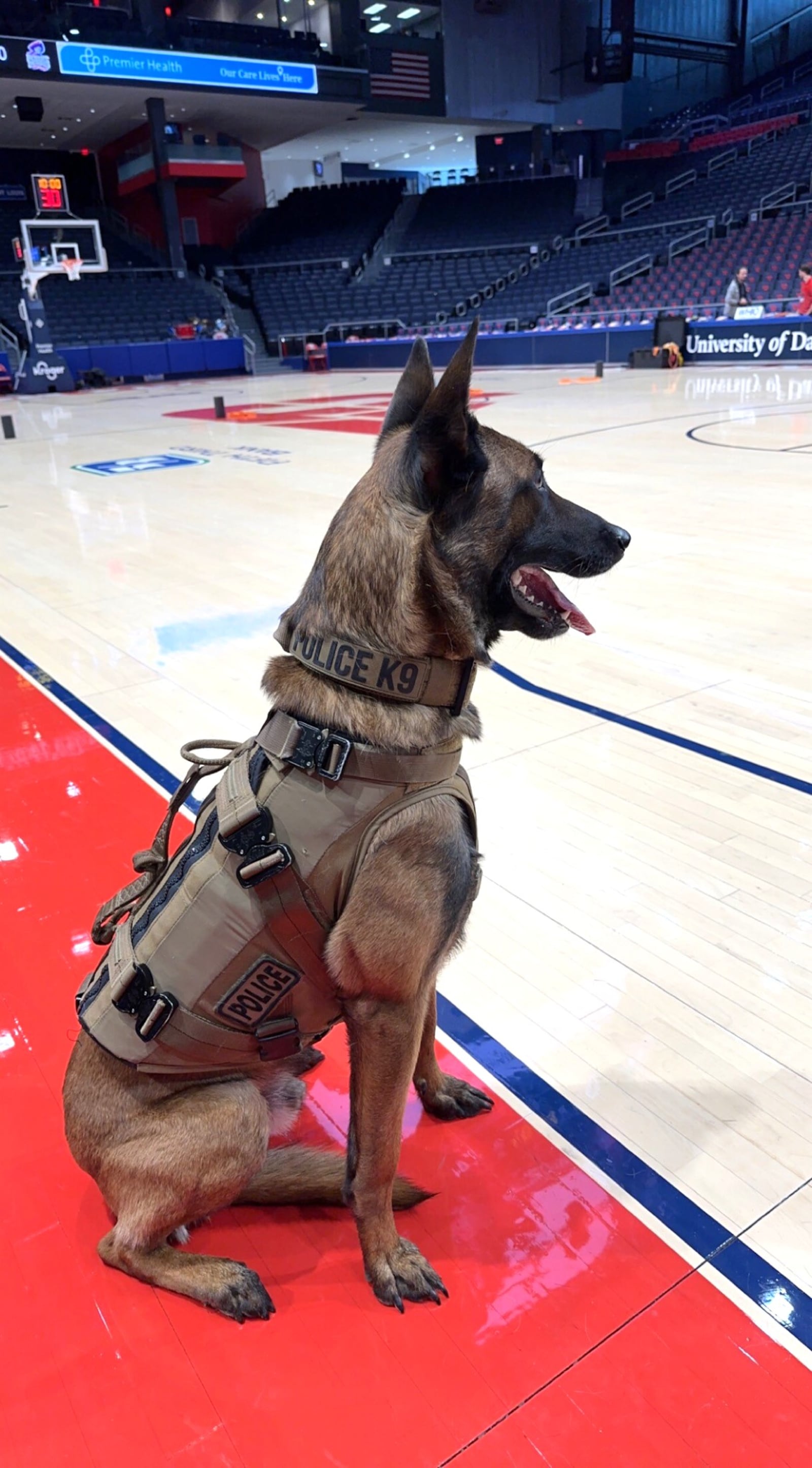 Scooby Doo, a four-year old Belgian Malinois, who is Dayton K-9 officer and the partner of Officer Nate Spellman,  surveys Blackburn Court at UD Arena before the start of the First Four Tournament. CONTRIBUTED